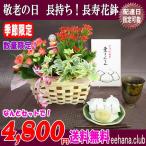 あすつく対応OK！敬老の日 売れてます！秋限定 中津川 栗きんとん  +花鉢セットでなんと 4,860円 送料無料