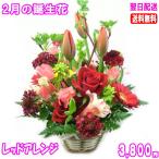 花 ギフト 誕生日 2月の誕生花チューリップレッドアレンジ3,800円 送料無料 翌日配達  花言葉付き チューリップ   あす楽対応