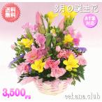 花 ギフト バースデー3月の誕生花 ピンクアレンジ3,500円 送料無料  花言葉付き  フリージア   あすつく対応