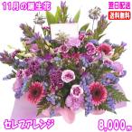 花 ギフト 誕生日 11月の誕生花 セレブアレンジ8,000円 送料無料 翌日配達  花言葉付き ブバリア   写真付きメッセージ選択可