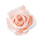 スタンダードローズ６輪ＦＬ０１００...