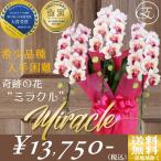 胡蝶蘭 希少 ギフト お祝い  奇跡の花 「ミラクル」 3本立て 選べる ラッピング付き レア 数量限定 ミディ プレゼント 入手困難 敬老の日 叙勲 お歳暮