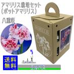 ポットアアマリリス エルバス 球根 栽培セット 福花園種苗