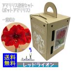  pot a Amaryllis Red лев луковица культивирование комплект удача цветок . вид рассада 