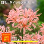 ネリネサルニエンシスサーモンダイヤ...