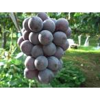  Fukushima оригинал товар вид ......2kg 2~4. виноград крупный вид нет .. для 