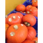  удивительно. ....! внутри Aizu золотой гора красный тыква 2 шар входить ограниченное количество тыква золотой гора блок производство 2025 годовой объем прием конец 