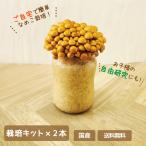 【2個セット】なめこ栽培キット×2本　福島県産　家庭栽培・自由研究 (クール便)