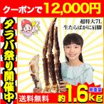 かに カニ 蟹 タラバガニ たらば蟹 | 超特大7L生たらばがに肩脚1肩(総重量約1.6kg)【送料無料】
