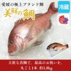 父の日 早割 たい 美鮮の鯛  1本 約1.8kg 鮮魚 魚 冷
