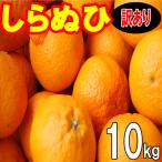 愛媛 西宇和産 デコポン しらぬい 訳あり 家庭用 送料無料 10kg