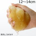 海綿 スポンジ シルク種 ライトイエロー色 M 乾燥時12〜14cm ボディケア 洗顔 美肌