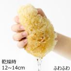  море хлопок губка - ni com вид свет желтый цвет M сухой час 12~14cm