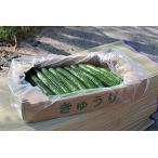 大内ファーム　農家直送　もぎたて新鮮きゅうり　A級品 2kg　オフリンク　OFs-Link