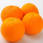  Nankoku фрукты America производство orange 30 шар (1 шар 150g)