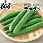 [ Ehime префектура производство ] огурец 1 упаковка доставка отдельно 