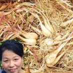  Tottori префектура производство . рисовое поле san. Tottori песок . rakkyou 10kg( песок имеется корень имеется стебель имеется ...) простой ... рецепт имеется сырой rakkyou размер не комплект удача часть . рисовое поле . вид 