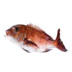  мандарин морской лещ подлинный морской лещ 1.8-2.2kg внизу отделка завершено Ehime префектура производство sashimi . рыба . рыба ....... мир море. . оптовый склад 