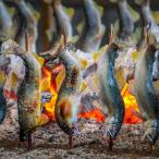  форель. соль жарение 15 хвост ввод форель. уголь огонь .. полосный река . вода .. форель 