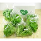 [.. нет ... овощи ]6 товар [ случайный комплект ] супер свежий leaf lettuce комплект! нежный зеленый leaf * хруст оборка leaf и т.п. . эта день 1 номер .6 пакет ...