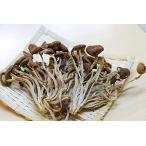 yanagi matsutake . сосна . сухой чай .= 100g.. .