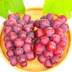[ сахар раз 20 раз передний и задний (до и после) ] Nagano производство Queen rouge 2...( примерно 1kg) Nagano виноград красный виноград автомобиль in мускат вид нет Nagano префектура производство запад . синий .