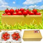 [ Shinshu производство высота . помидор ] полный TIKKA midi помидор средний шар помидор ...... юг Shinshu производство . пестициды культивирование безопасность безопасность (600g)