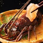 o sashimi Chiba префектура производство .. сырой рефрижератор натуральный Исэ город море .1 хвост ( примерно 350gUP)1.5~2 порции минут .... Исэ город .. лангуст День матери День отца подарок на Bon Festival . средний изначальный 
