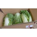  китайская капуста Kyushu каждый префектура производство 1 кейс 3 шар ~4 шар входить Tanaka Sho-ten