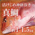 .... подлинный морской лещ .. Ehime производство примерно 1-1.5kg [. земля прямая поставка ]ma большой 