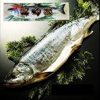  лосось арамаки Hokkaido производство серебряный шерсть 1 шт. несессер inserting (1.8~2kg)2025 год новый предмет [...*. дом для *. день рождения в подарок .!]