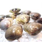 si- капот Max . есть. ...L размер 500g примерно 10 шт из 15 шт [ моллюск / хамагури ] рефрижератор товар *. есть. ...*