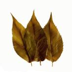  Sakura. лист соль ..[ оригинальный местного производства ] 4 ... включено [ Sakura лист .]S размер 50 листов ×10 #.. магазин 