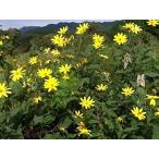  фиолетовый . клубень ( фиолетовый kikimo, Франция kikimo, лиловый L sa Lem a-ti yoke ). семенной клубень (500 грамм )