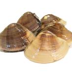  натуральный земля. ... сырой (..) очень большой размер Chiba производство [.. прямая поставка ] земля хамагури земля моллюск барбекю морепродукты BBQ подарок по случаю конца года . лет . рефрижератор (200g размер x1k