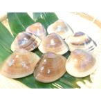  местного производства. ... земля моллюск . холодный 1kg Chiba префектура производство примерно 100g из 200g размер . имеется хамагури рефрижератор местного производства * земля моллюск 1kg*