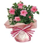 【送料無料】【母の日】母の日　ミニバラ・ピンク　４号【ギフト館】