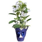 【送料無料】【母の日】母の日　マダガスカルジャスミン　４号【ギフト館】