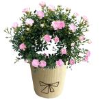 【送料無料】【母の日】母の日　ミニバラ　舞姫　５号【ギフト館】