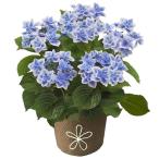 【送料無料】【母の日】母の日　あじさい　コンペイトウ　５号【ギフト館】