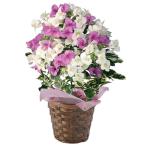 【送料無料】【母の日】母の日　ブーゲンビリア　ブルーハワイ　４号【ギフト館】