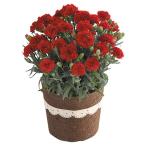 【送料無料】【母の日】母の日　カーネーション・赤【ギフト館】