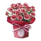 【送料無料】【母の日】母の日　カーネーション・イチゴホイップ【ギフト館】