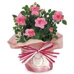 【送料無料】【母の日】母の日　ミニバラ・ピンク【ギフト館】