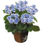 【送料無料】【母の日】母の日　あじさい　コンペイトウ【ギフト館】