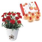 【送料無料】【母の日】母の日　カーネーション（レッド）＆さくらんぼゼリー　ＫＡＳ?０５【ギフト館】