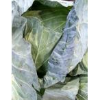  капуста Saga префектура производство * Kyushu каждый префектура производство 1 кейс 2 шар ~5 шар входить примерно 5kg Tanaka Sho-ten