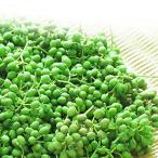 [ рефрижератор ] san ... виноград плоды зантоксилума Wakayama префектура производство сырой плоды зантоксилума [ пробный ] 100g [ ось, ветка имеется, внизу отделка нет ]