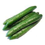  Kochi производство утро .. огурец огурец примерно 2kg