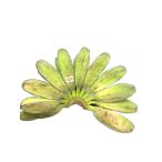 Saba Banana 2.1kg ~ banana whole bunch Davao Philippines